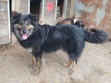 UMA, Hund, Mischlingshund in Leichlingen - Bild 6