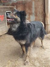 UMA, Hund, Mischlingshund in Leichlingen - Bild 8