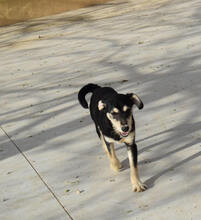 BLUS, Hund, Mischlingshund in Spanien - Bild 1