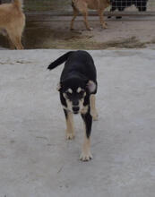 BLUS, Hund, Mischlingshund in Spanien - Bild 10