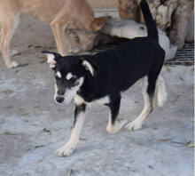 BLUS, Hund, Mischlingshund in Spanien - Bild 2