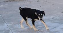 BLUS, Hund, Mischlingshund in Spanien - Bild 3