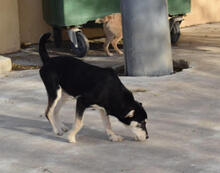 BLUS, Hund, Mischlingshund in Spanien - Bild 4