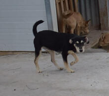 BLUS, Hund, Mischlingshund in Spanien - Bild 5
