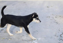 BLUS, Hund, Mischlingshund in Spanien - Bild 6