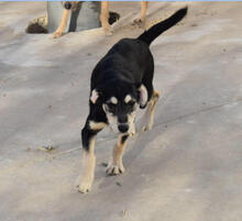BLUS, Hund, Mischlingshund in Spanien - Bild 7