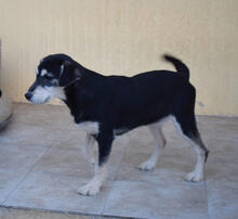 BLUS, Hund, Mischlingshund in Spanien - Bild 8