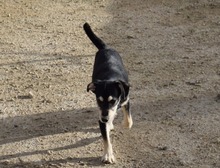 BLUS, Hund, Mischlingshund in Spanien - Bild 9