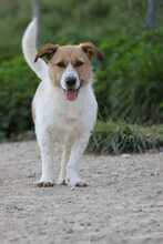 IVY, Hund, Mischlingshund in Spanien - Bild 1