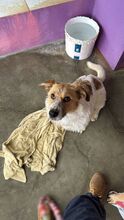 IVY, Hund, Mischlingshund in Spanien - Bild 2