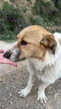 IVY, Hund, Mischlingshund in Spanien - Bild 3