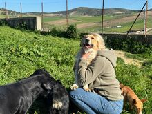 IVY, Hund, Mischlingshund in Spanien - Bild 4