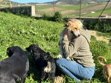 IVY, Hund, Mischlingshund in Spanien - Bild 5