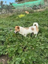 IVY, Hund, Mischlingshund in Spanien - Bild 7