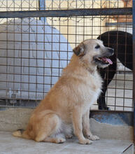 TRICO, Hund, Mischlingshund in Spanien - Bild 1