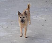 TRICO, Hund, Mischlingshund in Spanien - Bild 2