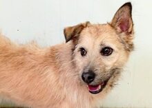TRICO, Hund, Mischlingshund in Spanien - Bild 3
