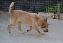 TRICO, Hund, Mischlingshund in Spanien - Bild 4