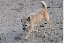 TRICO, Hund, Mischlingshund in Spanien - Bild 5