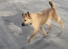 TRICO, Hund, Mischlingshund in Spanien - Bild 6