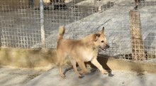 TRICO, Hund, Mischlingshund in Spanien - Bild 7