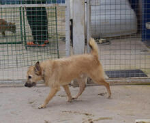 TRICO, Hund, Mischlingshund in Spanien - Bild 8