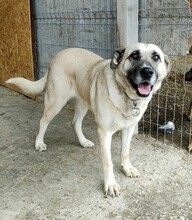MINNA, Hund, Mischlingshund in Rumänien - Bild 1