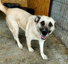 MINNA, Hund, Mischlingshund in Rumänien - Bild 2
