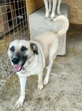 MINNA, Hund, Mischlingshund in Rumänien - Bild 3