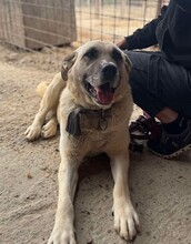 MINNA, Hund, Mischlingshund in Rumänien - Bild 6