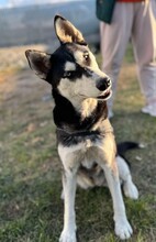 SASHA, Hund, Siberian Husky-Mix in Rumänien - Bild 1