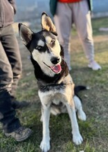 SASHA, Hund, Siberian Husky-Mix in Rumänien - Bild 2