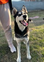SASHA, Hund, Siberian Husky-Mix in Rumänien - Bild 3