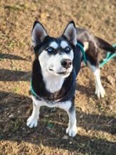 SASHA, Hund, Siberian Husky-Mix in Rumänien - Bild 4