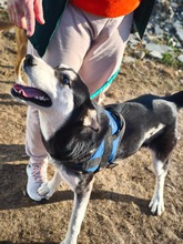 SASHA, Hund, Siberian Husky-Mix in Rumänien - Bild 5
