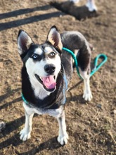 SASHA, Hund, Siberian Husky-Mix in Rumänien - Bild 6
