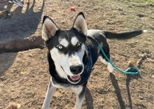 SASHA, Hund, Siberian Husky-Mix in Rumänien - Bild 7