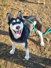 SASHA, Hund, Siberian Husky-Mix in Rumänien - Bild 8