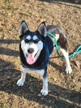 SASHA, Hund, Siberian Husky-Mix in Rumänien - Bild 9