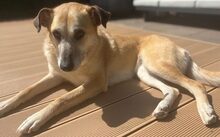 LOLLY, Hund, Mischlingshund in Köln - Bild 1