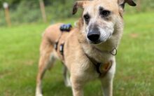 LOLLY, Hund, Mischlingshund in Köln - Bild 2