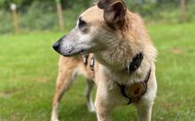 LOLLY, Hund, Mischlingshund in Köln - Bild 3