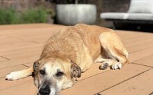 LOLLY, Hund, Mischlingshund in Köln - Bild 4