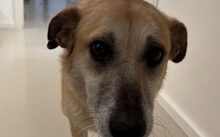 LOLLY, Hund, Mischlingshund in Köln - Bild 5
