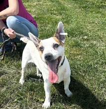 SPIKEY, Hund, Mischlingshund in Belgien