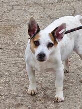SPIKEY, Hund, Mischlingshund in Belgien - Bild 2