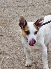 SPIKEY, Hund, Mischlingshund in Belgien - Bild 3
