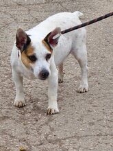SPIKEY, Hund, Mischlingshund in Belgien - Bild 4