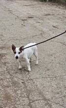 SPIKEY, Hund, Mischlingshund in Belgien - Bild 5