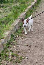 SPIKEY, Hund, Mischlingshund in Belgien - Bild 6